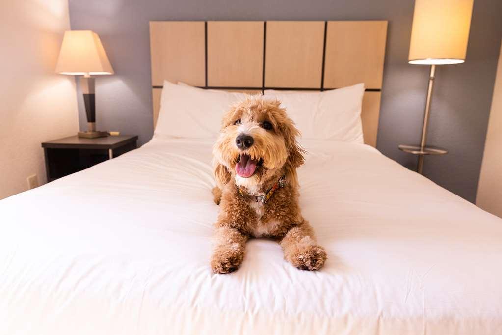 Sonesta Simply Suites Phoenix Tempe Rom bilde